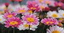 nature-3357958_1920.jpg